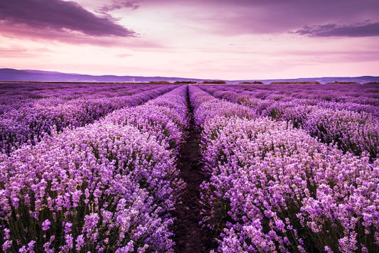 ~ Noelle Perfume Australia - Lavender Fields Candle ~